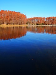 autumn lake mizumoto-kouen tokyo japan