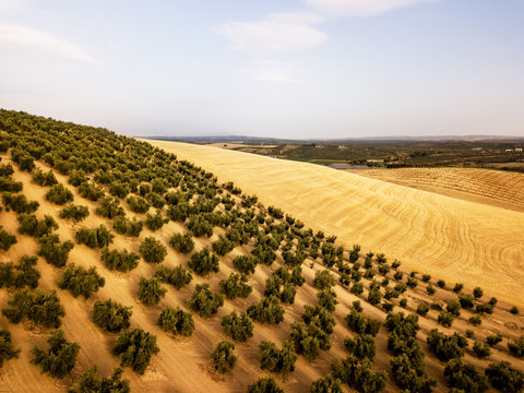 Aerial view of olive trees, Andalusia