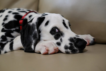 Dalmatian puppy dog lying on a sofa looking at the camera