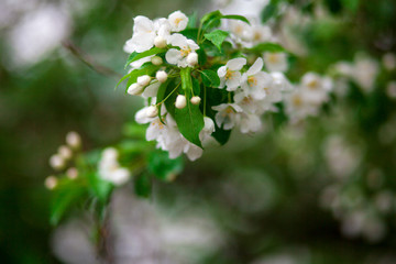 Close-up of a green apple tree branch with white flowering flowers under a bright summer sun