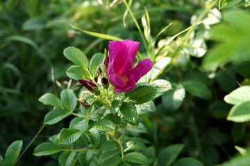 цветок шиповника