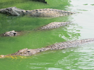 Krokodyl