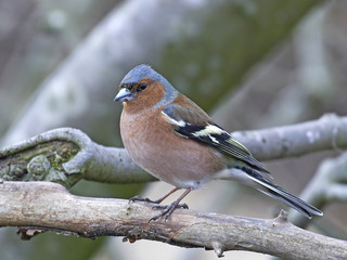Common chaffinch (Fringilla coelebs)