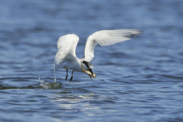 Sandwich tern (Thalasseus sandvicensis)