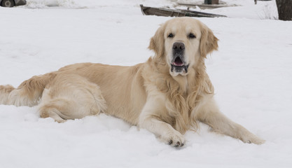 Labrador