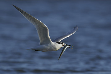 Sandwich tern (Thalasseus sandvicensis)