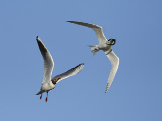 Sandwich tern (Thalasseus sandvicensis)