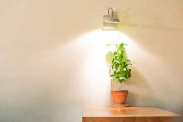 Green plant in pot on table under lamp light