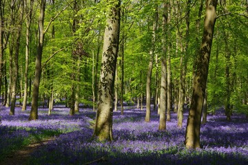 Bluebell wood in UK
