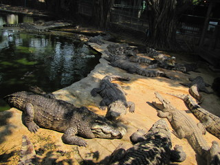 Krokodyl
