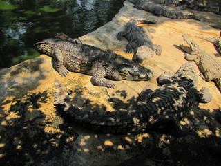 Krokodyl