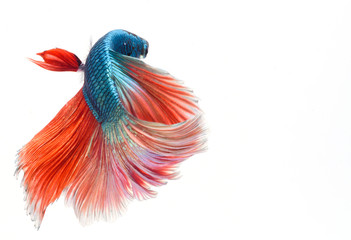 Fighting fish, colorful background, Halfmoon betta fish