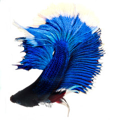 Fighting fish, colorful background, Halfmoon betta fish