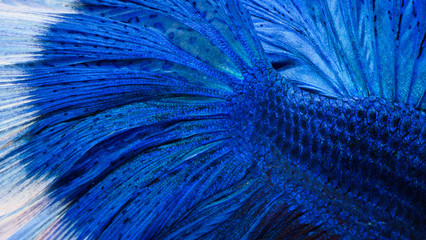 Fighting fish, colorful background, Halfmoon betta fish