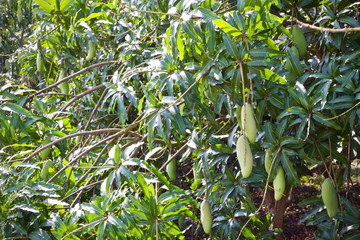 Mango tree fruit nature 