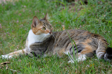 cat resting in grass