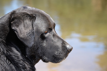 Black Labrador retriever dog