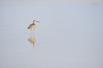Shorebird Reflection