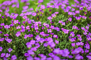 Naklejka premium Shallow depth of field photo (only couple of petals in focus) of purple flowers - and green stalks. Abstract spring background.