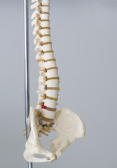 Human spine model in medical office