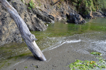 creek flowing into ocean