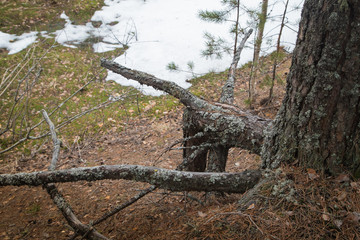 Tree roots on the slope of a ravine with water covered with snow
