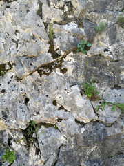 rock texture with green and brown moss