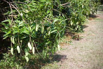 Mango tree fruit nature 