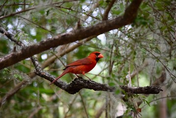 Cardinal