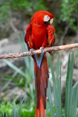 Parrot