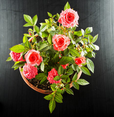 Fototapeta na wymiar Pink roses flowerpot