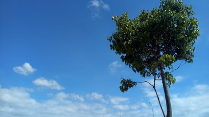 A tree under the sky