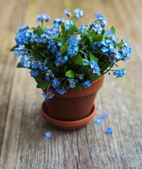 Forget-me-not flowers in small flower pot