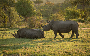 Two adult White Rhino in beautiful back light.