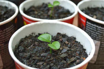 Young lime plant in recycled paper cup