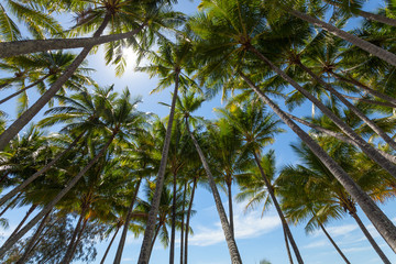 Obraz na płótnie Canvas Palm trees on the beach of Palm Cove in Australia