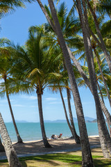 Palm trees on the beach of Palm Cove