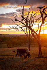 Late afternoon stormy sunset in a cow paddock in Stanthorpe, Queensland