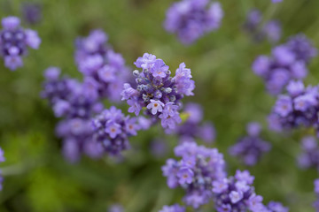 Obraz premium Lavender flowers blooming in the garden, beautiful lavender field