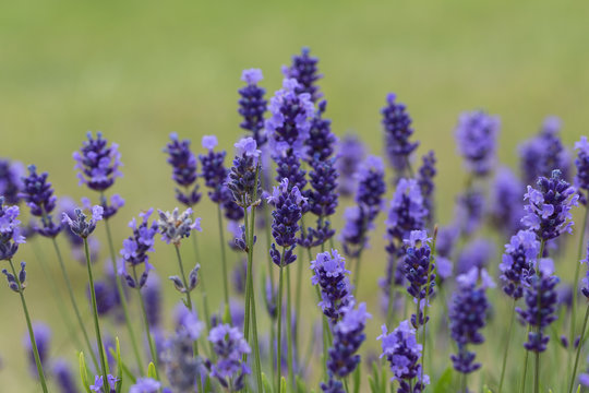 Lavender flowers blooming in the garden, beautiful lavender field © mychadre77