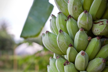 Banana Tree fruit healthy