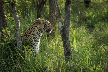 Side view of a beautiful female leopard that is busy searching for prey.