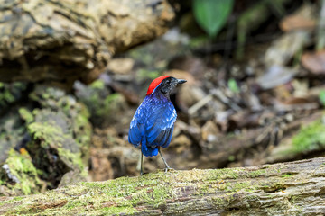 Garnet pitta (Erythropitta granatina) has black head with a bright blue stripe at the eyebrows and a red cap standing on log in Malaysia