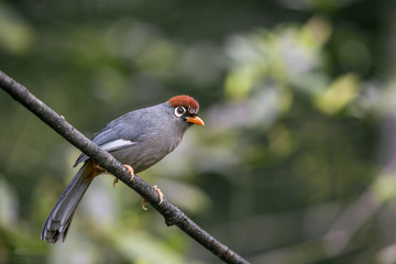 Chestnut-capped Laughingthrush (Garrulax mitratus) with red head , orange beak, and grey feather perching on branch in Malaysia