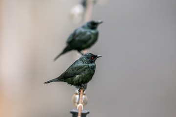 Male Asian glossy starling (Aplonis panayensis) perching on wire in Malaysia