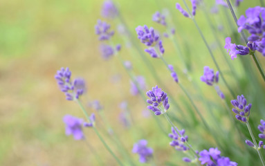 Lavender bush in summer