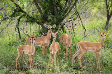 Adorable group of baby impala's