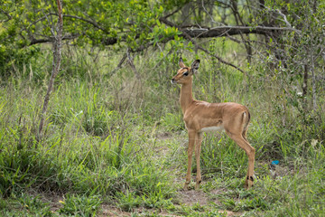 Cute adorable baby impala.