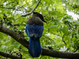 A Steller's jay sits in an alder tree in southeast Alaska.
