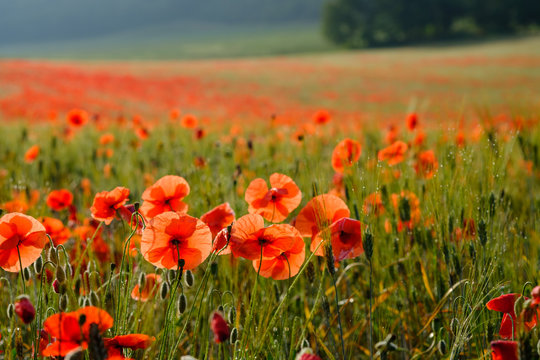 Coquelicots, gros plan sur le champ de bl&eacute;, lever de soleil, bume de matin.
